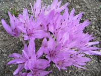 /album/fotogalerie-nabidka/colchicum-agrippinum-jpg1/